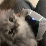 Leo’s paradise Group Thumbnail