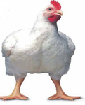bleeding_chicken fan club to feed my narcissism