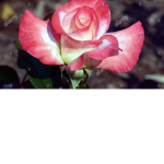 Roses best club