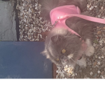Ultimate cats leauge