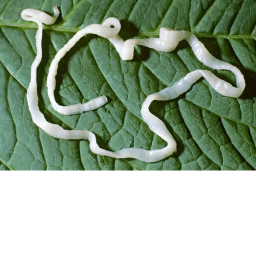 Inchworm Roleplay