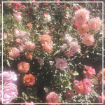 ʚ• ꜰʟᴏᴡᴇʀꜱ •ɞ