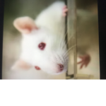 Rats Squad :D :D :D :D