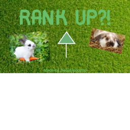 Rabbit hang out