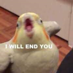 Birds Are awesome!