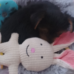 Fluff FOREVER!