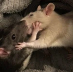 Kiki Shop :3 Group Thumbnail
