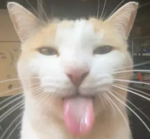 cat.!!