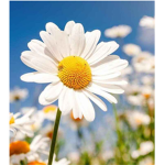 Daisy’s flower