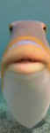 feesh productionsss