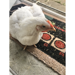 ducky simulator