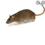 The rats that never came back and epicly died