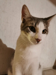 Los Kittouz0s