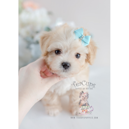 Puppy Pals Disco Party