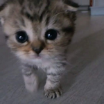 paws,