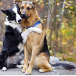 We love doggieS