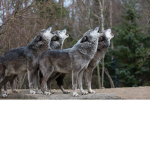 Long Island wolfs