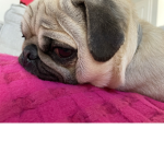 pugsforlife12