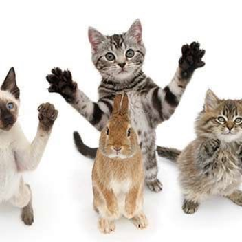 meow