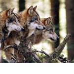 Wolf Creates