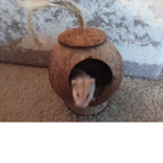 Hamsters :3 yas