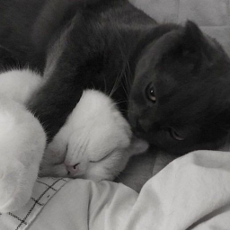 🖤