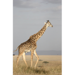 giraffe club/army