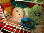 BIG HAMSTER ARMY