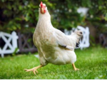 Chickens Choice