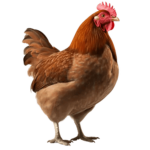 chicken on hotwheelz