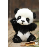 Cute baby bear club