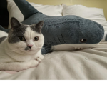 sharksareawesome