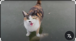 Gatos de rio