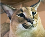 Official Cat Group Recruits