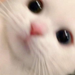 Kitty loves cats I love cats