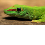 Lizard Salon