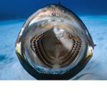 fish clubb