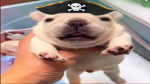Pibble Pirates
