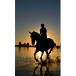 Riding horse acedemy