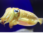 Hey. Join this squid hangout group