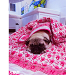 Chloe Luvs Pugs