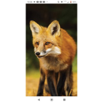 Fox military