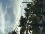 aeshetic trees