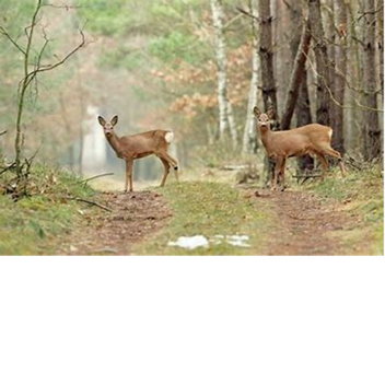 animal  in the forest