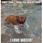 a random meme store group