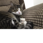 Kitty’s are the best!