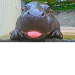 hippo fanclub