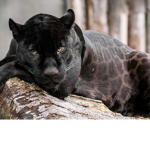 The Warrior Panther's