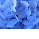 Warrior cats Petalclan