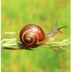 Quick snail